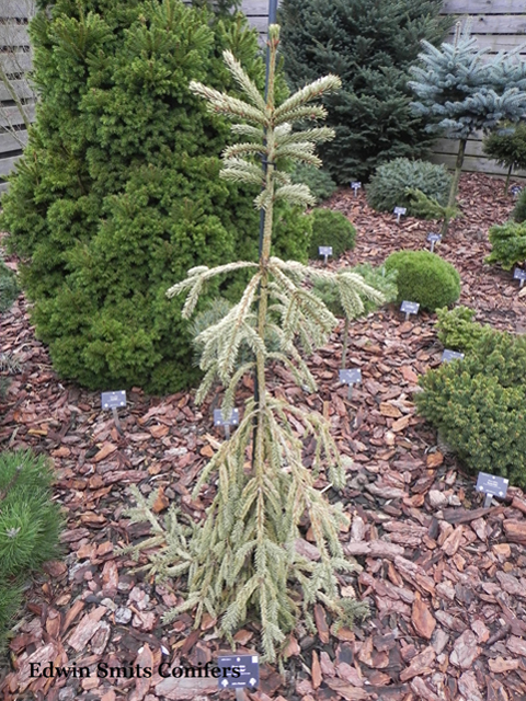 Picea abies 'Silver Star'